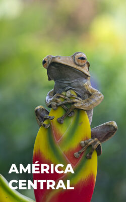 AMERICA_CENTRAL